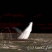 whale_humpback_h_00720_dom2806.jpg